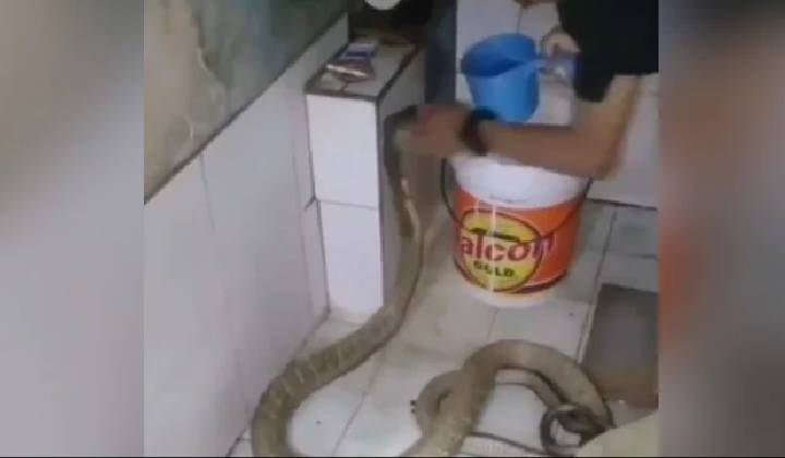 King Cobra Bathing Video