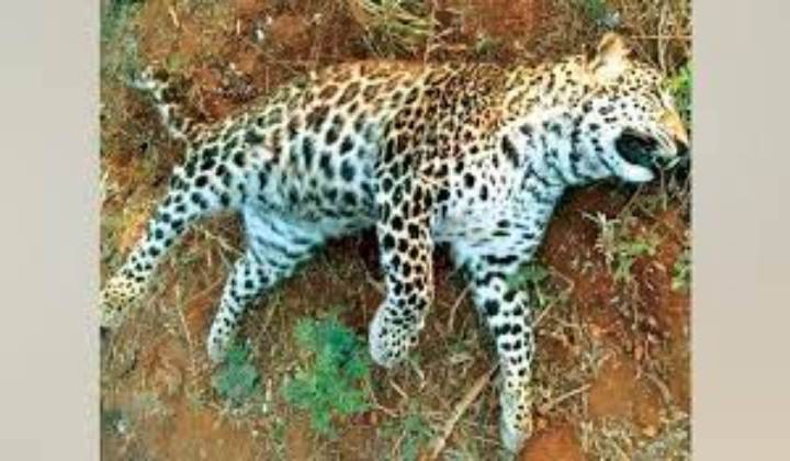 Leopard Cub Died: అనుమానాస్పద స్థితిలో చిరుత మృతి - NTV Telugu