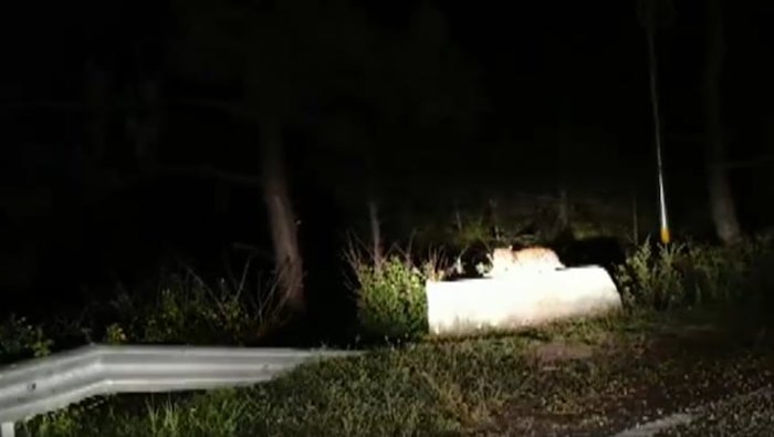 Leopard Attack: ఇంట్లో ఉన్న వృద్ధుడిని ఈడ్చుకెళ్లి చంపేసిన చిరుత!