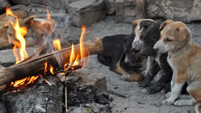 Puppies Killed: మూగజీవాలపై పైశాచికత్వం.. రెండు కుక్కపిల్లలను చెట్టుకు వేలాడదీసి..