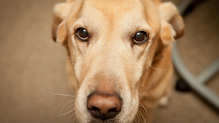 Sniffer Dog