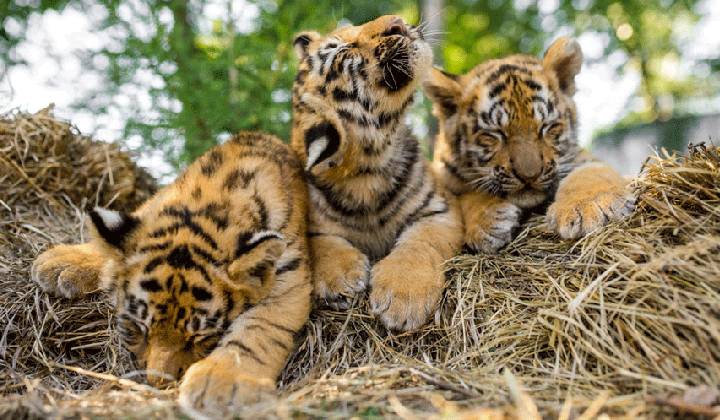 Tigers Death: తాడోబాలో ఏం జరుగుతోంది.. రోజుల వ్యవధిలో 6 పులుల మృతి