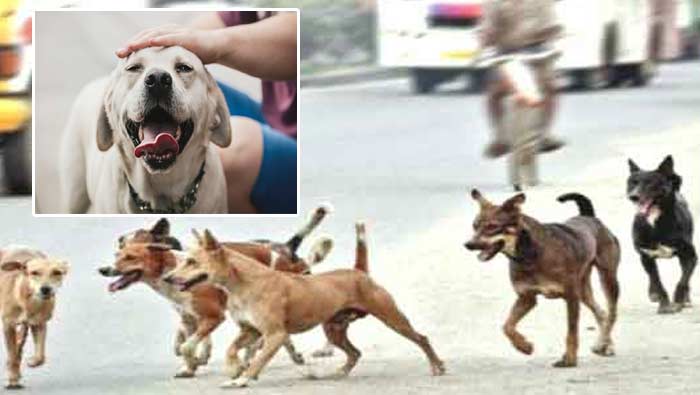 Pet Dog Tax: మీరు కుక్కలు పెంచుతున్నారా..? అయితే ఈ పన్నులు కట్టాల్సిందే..!