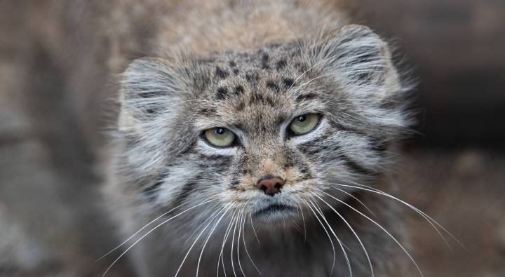Rare Wild Cat : ఎవరెస్టు శిఖరంపై అత్యంత అరుదైన పల్లాస్‌ పిల్లులు