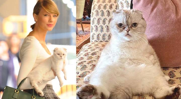 Richest Cat: ఆ పిల్లి ఆస్తి రూ.800కోట్లు.. ప్రపంచంలోనే రిచస్ట్ పెట్ యానిమల్