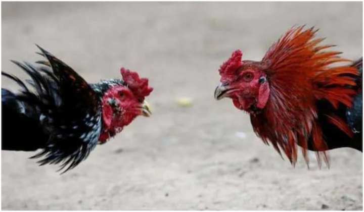 Cock Fight West