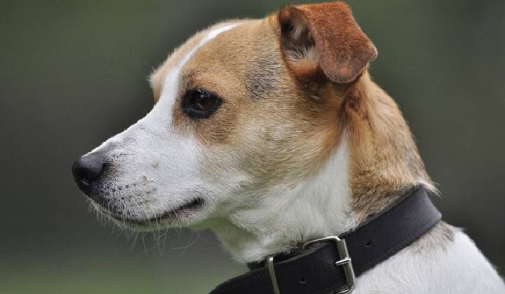 USA: కుక్క ఎంత పనిచేసింది.. తుపాకీతో కాల్చి వ్యక్తిని చంపింది..