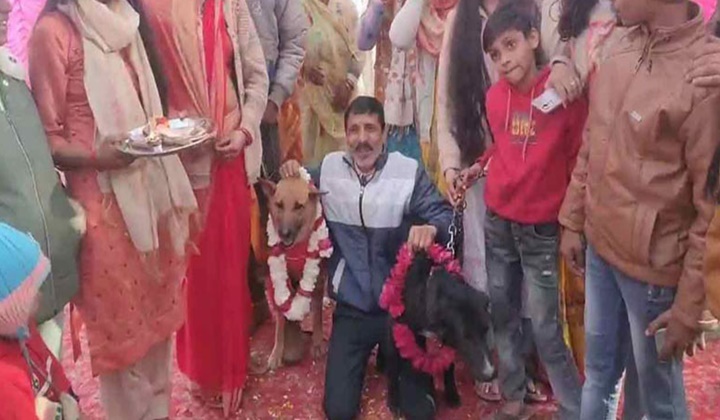 Dogs Wedding