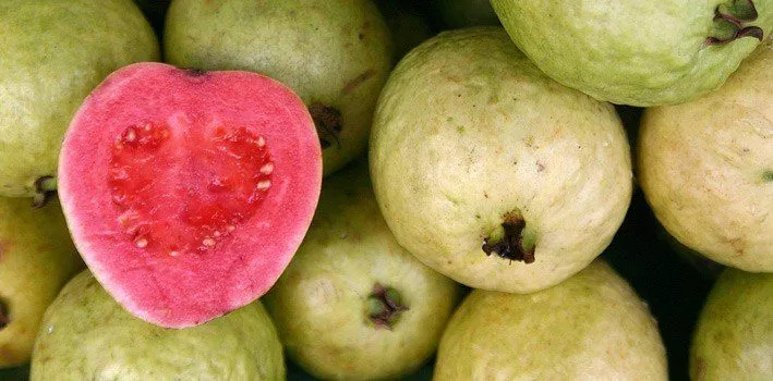 Guava Facts