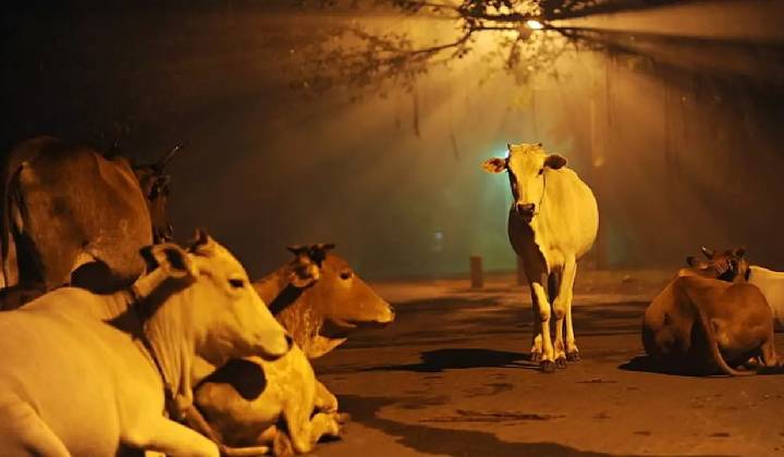 Gujarat Court: ఆవు పేడతో చేసిన ఇళ్లు అటామిక్ రేడియేషన్‌కు ప్రభావితం కావు..