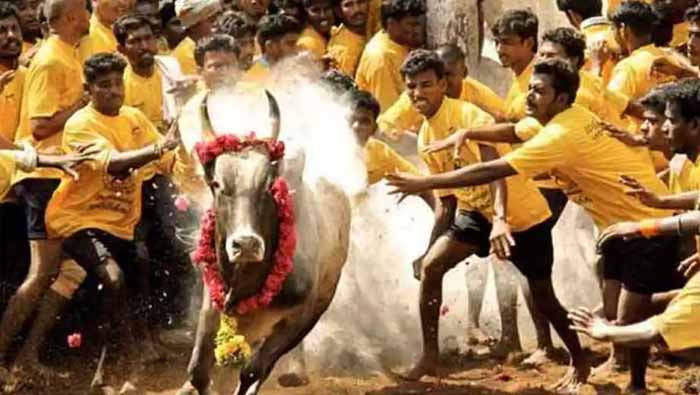 Jallikattu