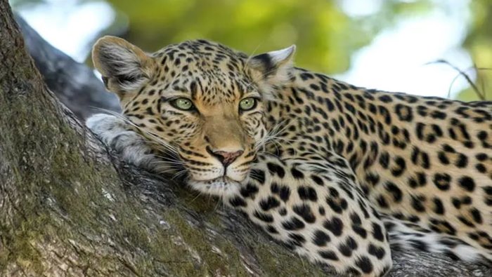 Leopard: నలుగురిని బలిగొన్న చిరుతను చంపేందుకు అటవీ శాఖ అనుమతి