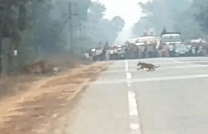 Viral Video: ఓ తల్లి పులి.. మరో పిల్ల పులి.. రోడ్డు బ్లాక్ చేసిన అధికారులు