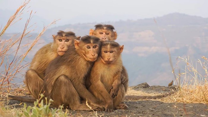 Selfie With Monkeys