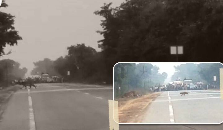 Viral Video: రోడ్డు దాటుతున్న పులులు.. నిలిచిపోయిన ట్రాఫిక్..