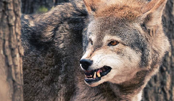 Wolf Attack: ఏడాదిన్నర బిడ్డపై దాడి చేసి చంపిన తోడేలు..