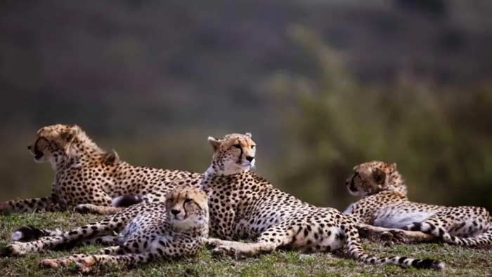 12 Cheetahs