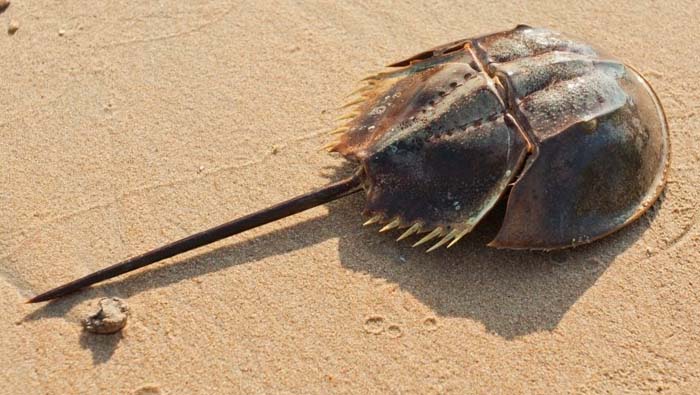 Horseshoe Crab