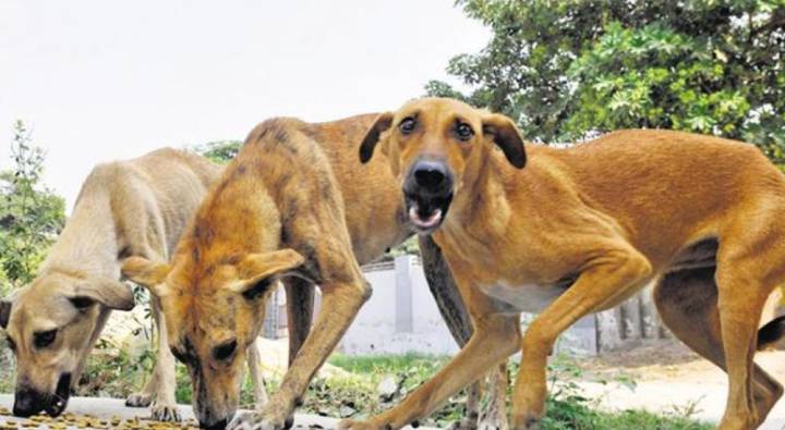 Dog Attack: నాలుగేళ్ల బాలుడిపై కుక్కల దాడి.. తీవ్రగాయాలతో మృతి