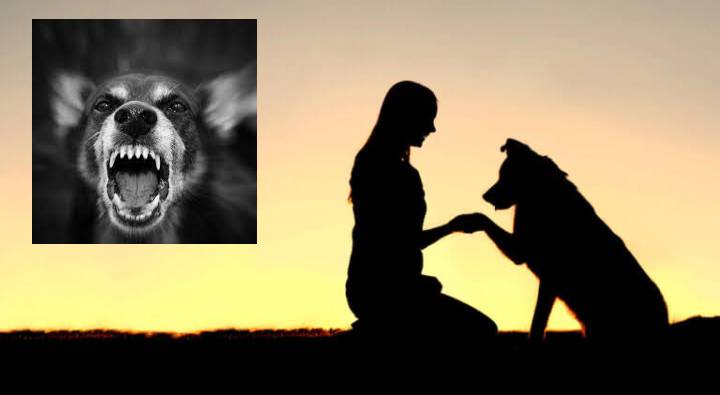 Howling Dogs : కుక్కలు ఏడ్చినప్పుడు వాటికి ఆత్మలు కనపడుతాయా?