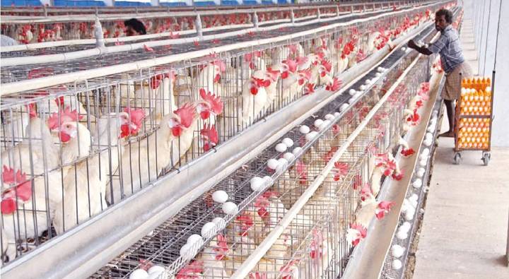 Egg Export:  గుర్తింపు పత్రాలు ఇవ్వండి.. గుడ్లు పంపిస్తాం