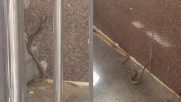 Snake in Durgamma Temple: ఇంద్రకీలాద్రిపై కలకలం.. క్యూలైన్‌లోకి వచ్చిన పాము