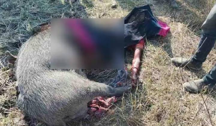 Chhattisgarh: తాను చనిపోయి కూతురును కాపాడిన తల్లి.. 30 నిమిషాల పాటు అడవి పందితో పోరాటం