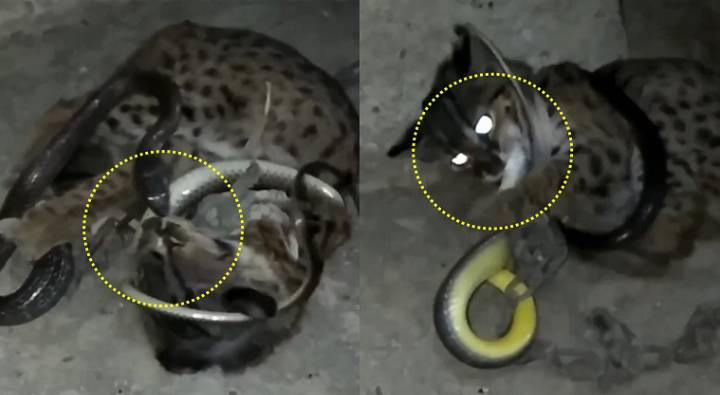 Cat Snake Fight : పిల్లి పాముల పోరాటం.. మామూలుగా లేదు