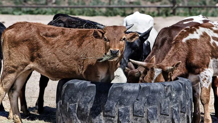 Cow Hug Day: ఫిబ్రవరి 14న నో ‘కౌ హగ్ డే’.. పిలుపును ఉపసంహరించుకున్న కేంద్రం