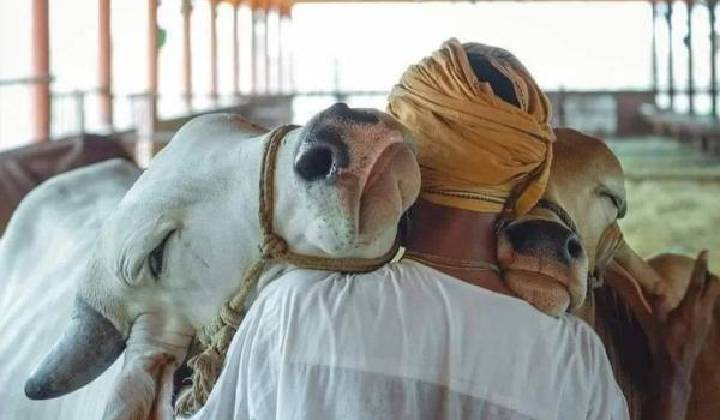 Cow Hug Day