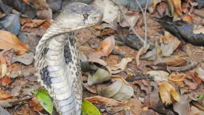 Snake : అరుదైన ‘ఒంటి కన్ను నాగుపాము’..