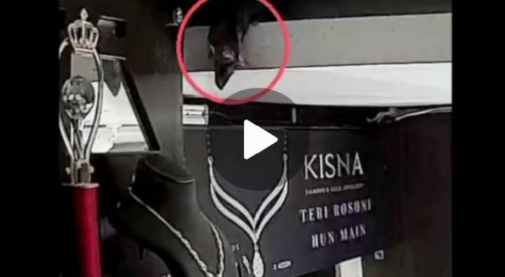 Rat Stole Necklace: ఖరీదైన నెక్లెస్ పై కన్నేసిన ఎలుక.. ఎవరూ లేనిది చూసి ఎత్తుకుపోయింది