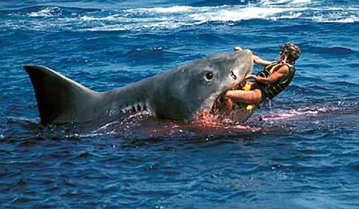 Australia: డాల్ఫిన్‌తో కలిసి ఈత కొడదాం అనుకుంది.. పాపం షార్క్ దాడిలో బలైంది..