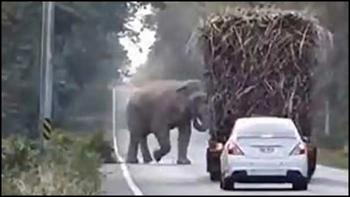 Elephant Virat Videos