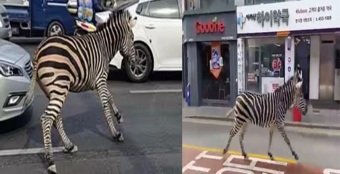 Zebra Crossing