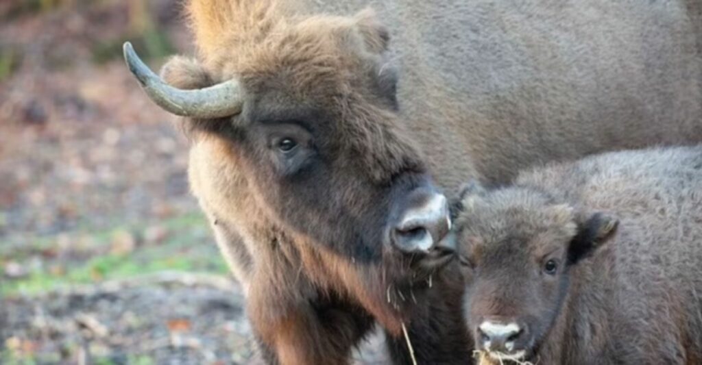 Bison