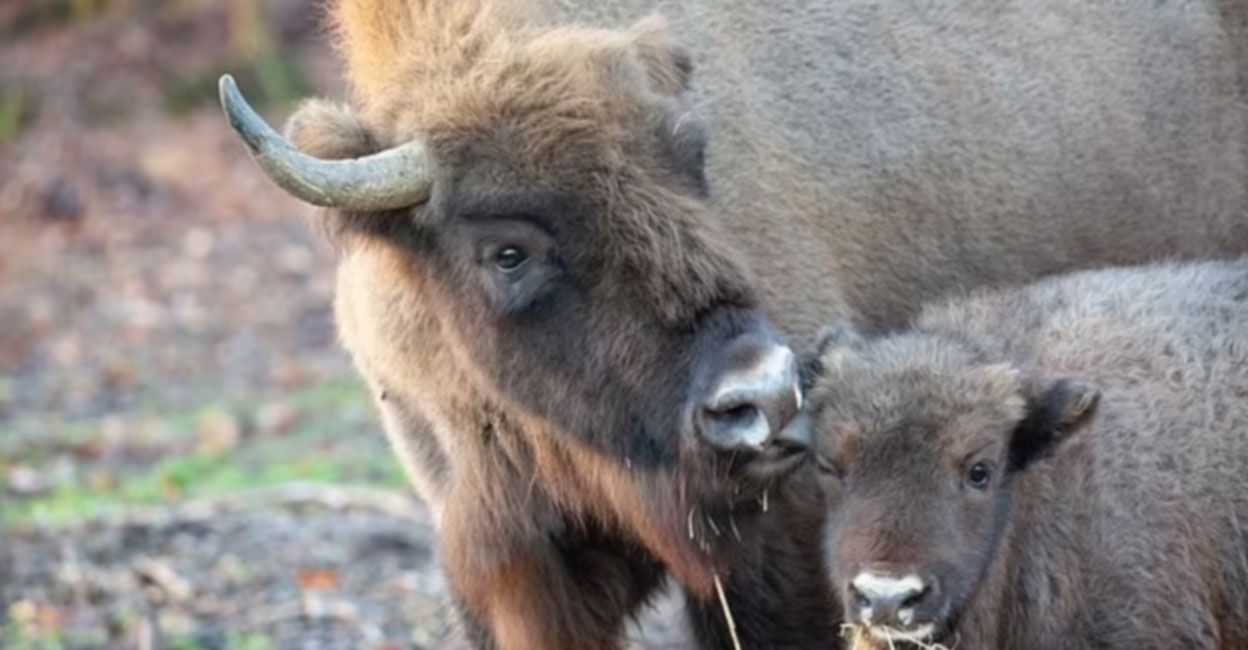 Bison : ఆరువేల ఏళ్ల తర్వాత పుట్టిన అడవి దున్న.. మాజీ ప్రధాని పేరు పెట్టుకున్న స్థానికులు