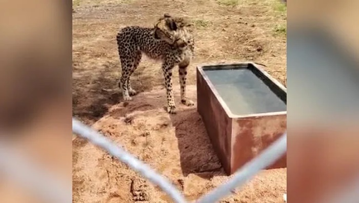 Cheetah