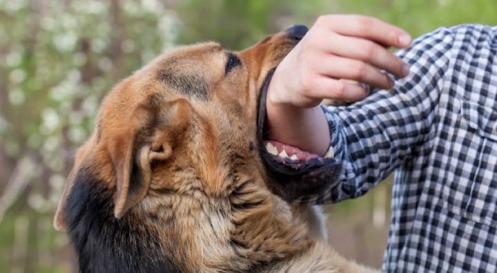 Dog bite treatment outlet in telugu