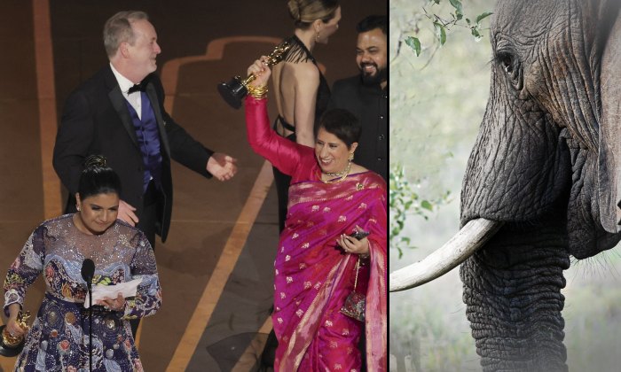 The Elephant Whisperers: ఆస్కార్ విన్నింగ్ డాక్యుమెంటరీ గొప్పతనమేంటి!?