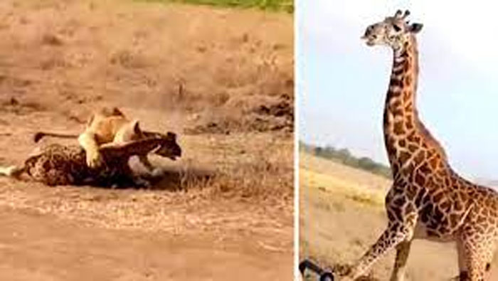 giraffe : సింహంపై దాడి చేసిన జిరాఫీ