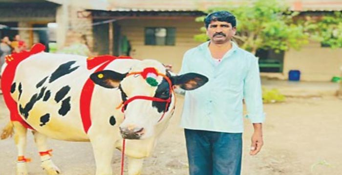 Sale of Cow: ఆ ఆవు ధర రెండు లక్షలు..