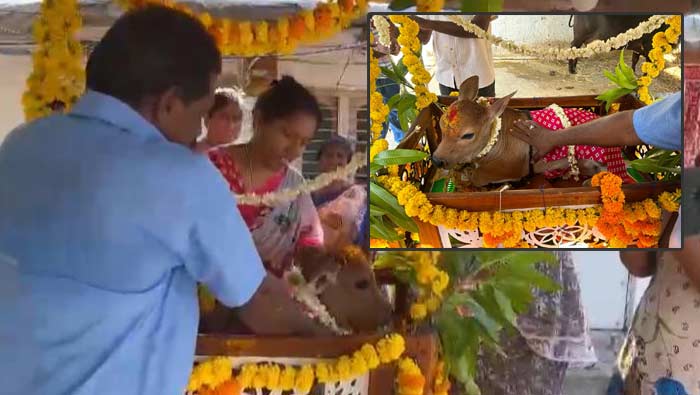 Cradle Ceremony For Calf: ఏపీలో పెయ్య దూడకు ఉయ్యాల వేడుక..