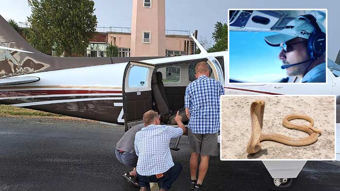 Cobra on Plane: ఎగురుతోన్న విమానంలో నాగు పాము, హడలిపోయిన పైలట్, ప్రయాణీకులు.. ఏం చేశారంటే..?