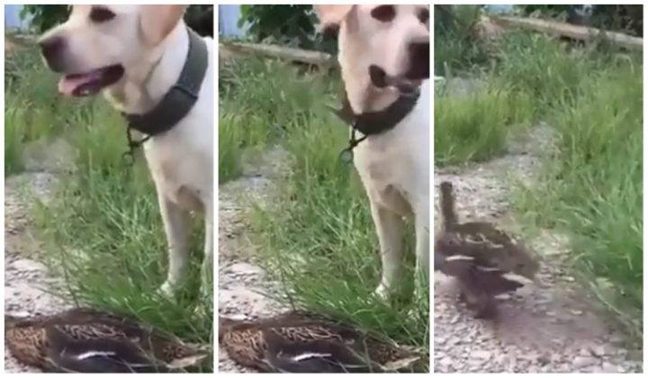 The Oscar goes to….: ఆ బాతు పెర్ఫార్మెన్స్ కి ఆస్కార్ ఇవ్వాల్పిందే!