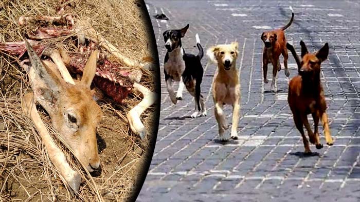 Dog Attack On Deer In Vikarabad