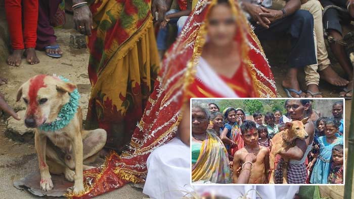 Minor’s Marriage with Dogs: చిన్నారులకు శునకాలతో పెళ్లి.. బాలుడికి ఆడకుక్కతో.. బాలికకు మగ కుక్కతో..!