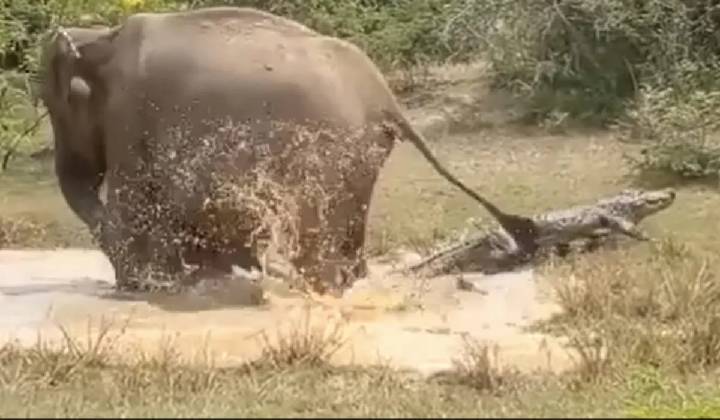 Elephant Fights Off Crocodile