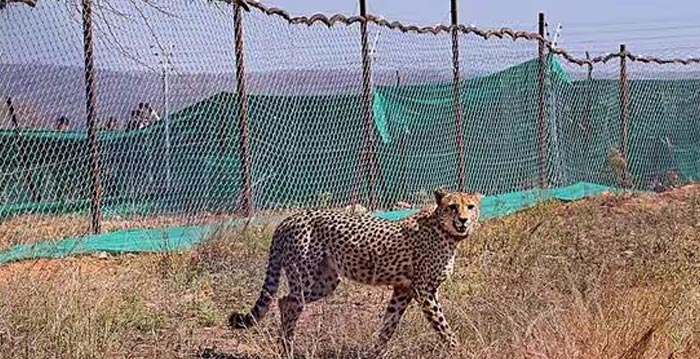 Kuno’s cheetahs: కునో చిరుతలకు రెండో ఆవాసం కావాలట!