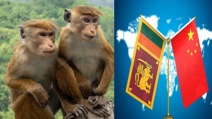 Sri Lanka Monkeys To China : కోతులను కూడా అమ్మకానికి పెట్టిన శ్రీలంక